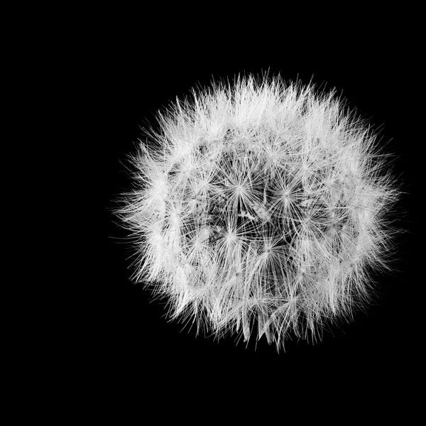 Dandelions: Wish Flower I by Susan Michal