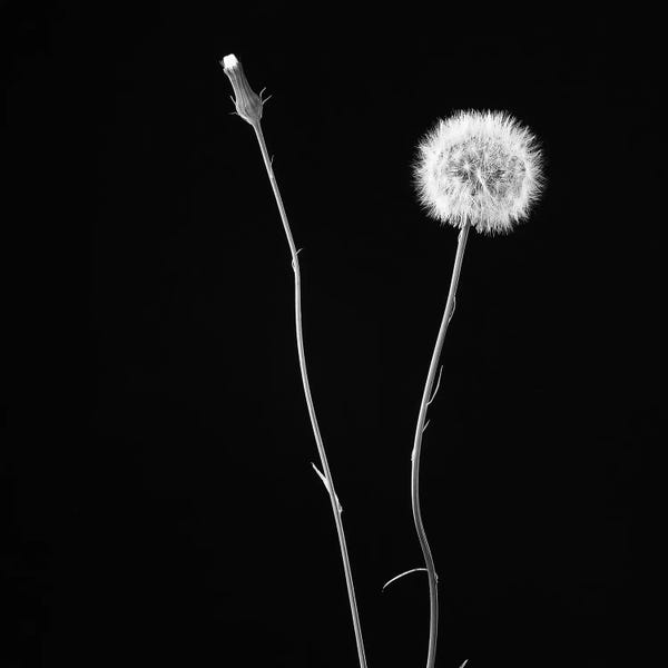Dandelions: Wish Flower II by Susan Michal