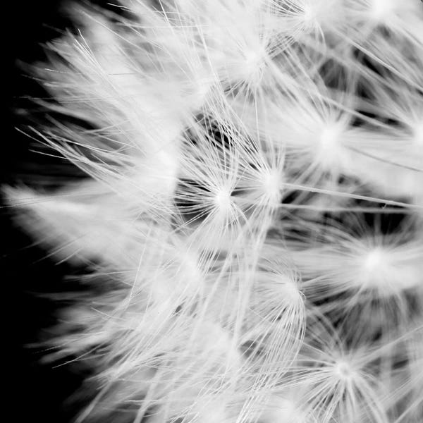 Dandelions: Wish Flower III by Susan Michal