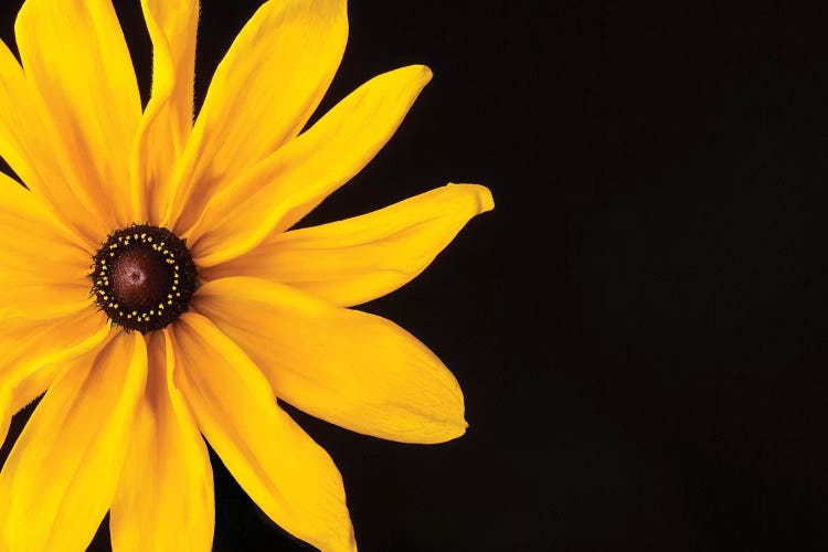 Black Eyed Susan I