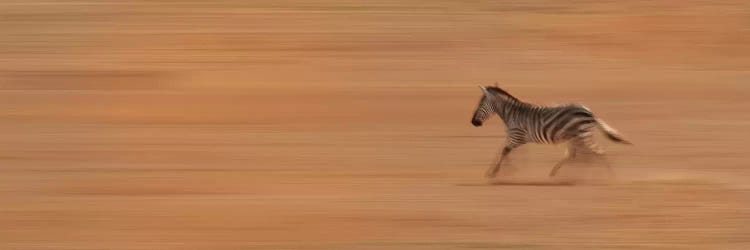 Zebra Running