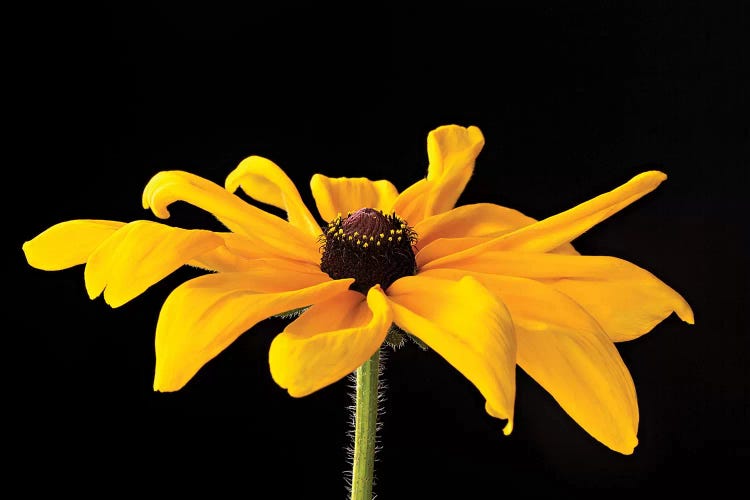 Black Eyed Susan III