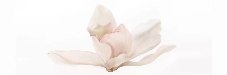Cattleya by Susan Michal wall art