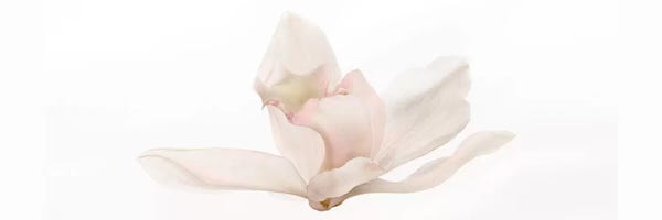 Roaring Brook Art: Cattleya by Susan Michal