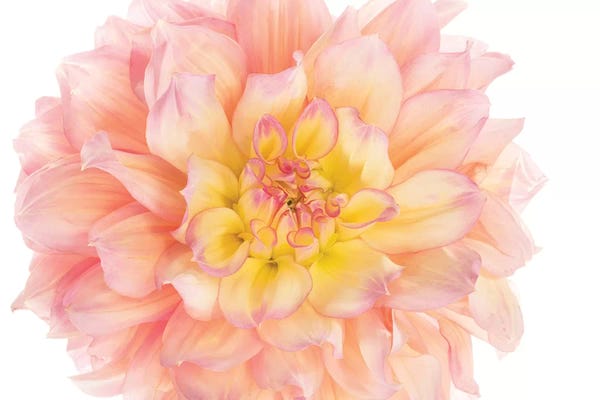 Dahlias: Coral Dahlia by Susan Michal