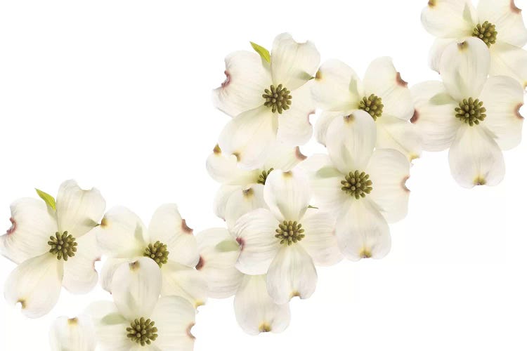 Dogwood Beauty by Susan Michal wall art