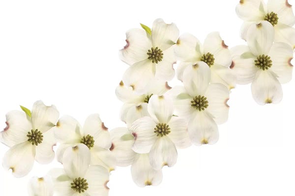 Dogwood Beauty
