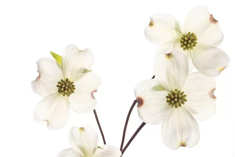Dogwood Garland by Susan Michal wall art