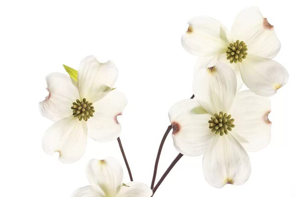 Minimalist Photography: Dogwood Garland by Susan Michal