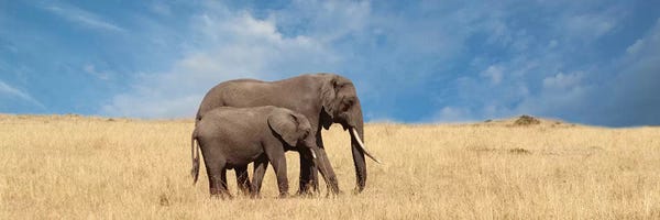 Susan Michal: Elephant & Her Calf by Susan Michal