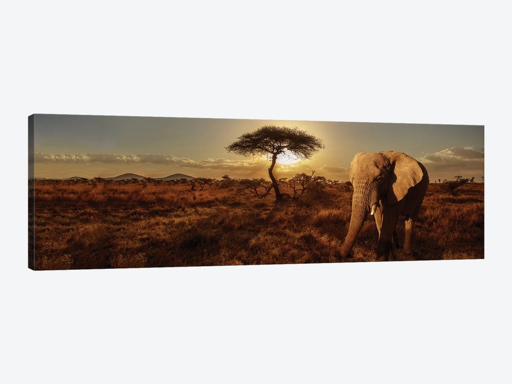 Elephant & Tree by Susan Michal 1-piece Canvas Artwork