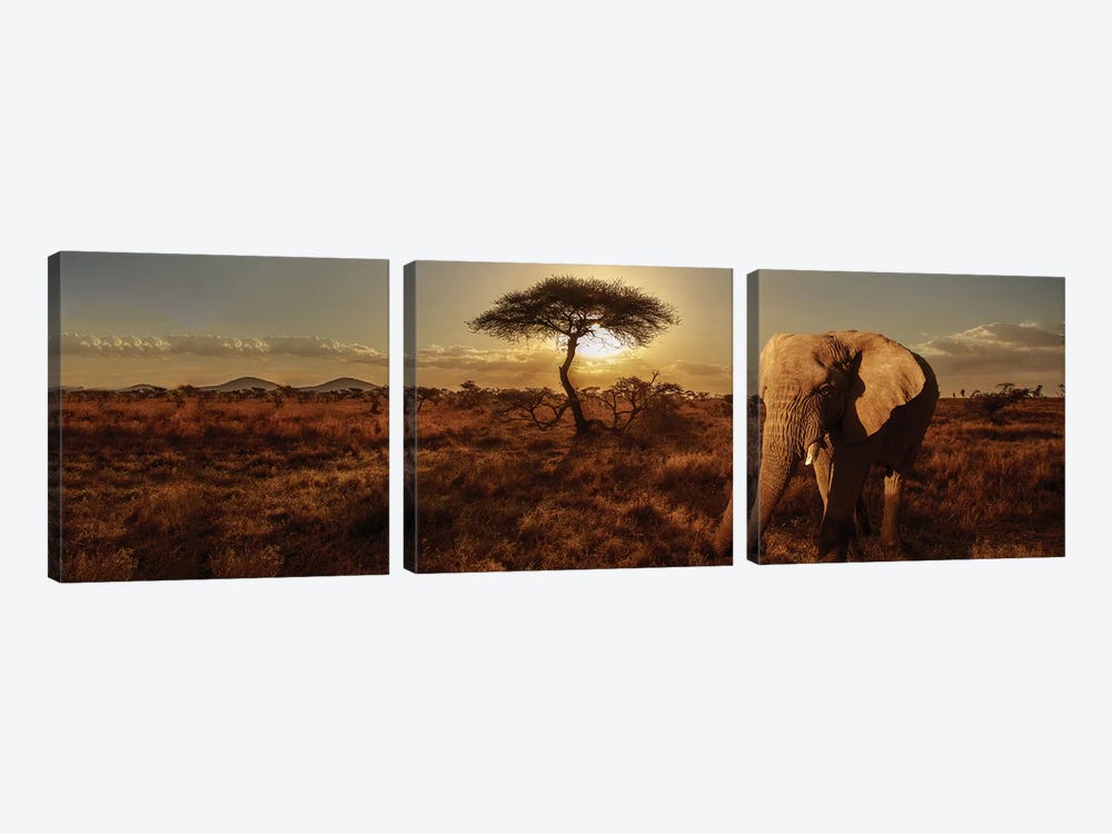 Elephant & Tree by Susan Michal 3-piece Canvas Artwork
