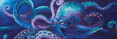 Octopi
