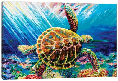 Tidal Drift Canvas Art Print - Turtle Art
