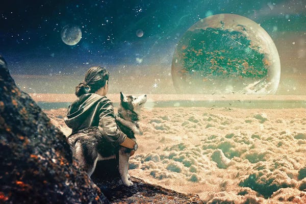 Siberian Huskies: Watching Closely by Seamless