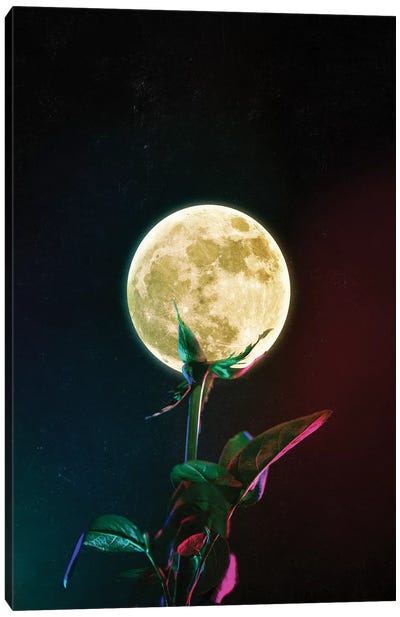 Moon Flower Canvas Art Print - Moon Art