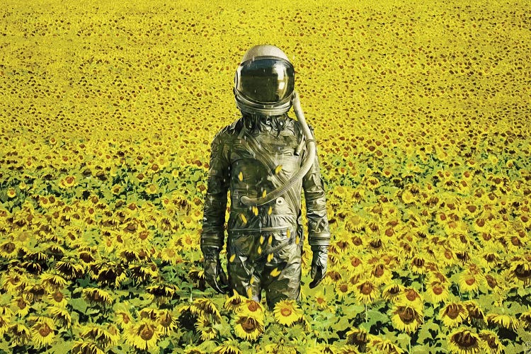 Stranded In The Sunflower Field