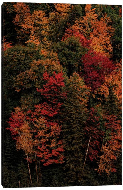 Fall Colors Canvas Art Print - Sean Marier
