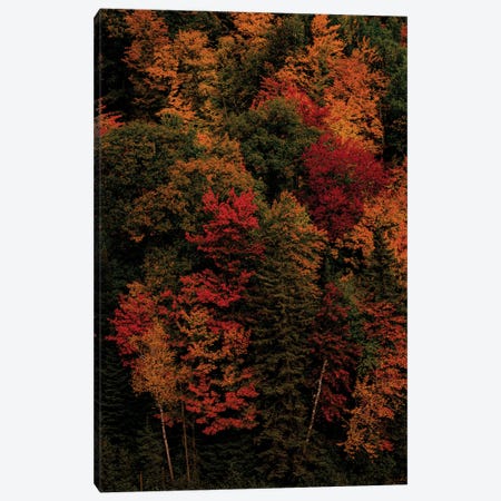 Fall Colors Canvas Print #SMX105} by Sean Marier Canvas Art Print
