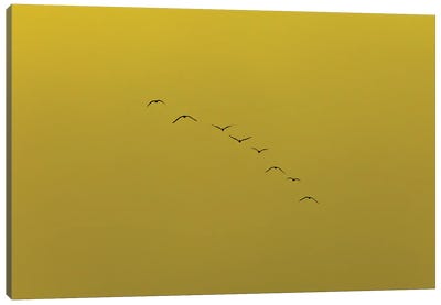 In Formation Canvas Art Print - Yellow Art
