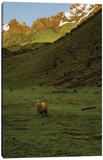 Still Life, Sheep Canvas Art Print - Llama & Alpaca Art