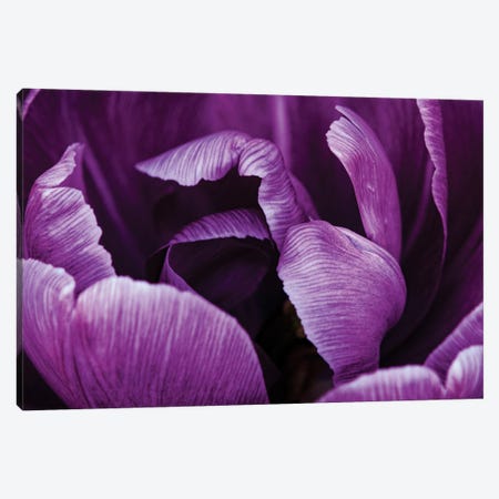 Purple Petals Canvas Print #SMX160} by Sean Marier Canvas Artwork