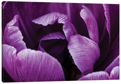 Purple Petals Canvas Art Print