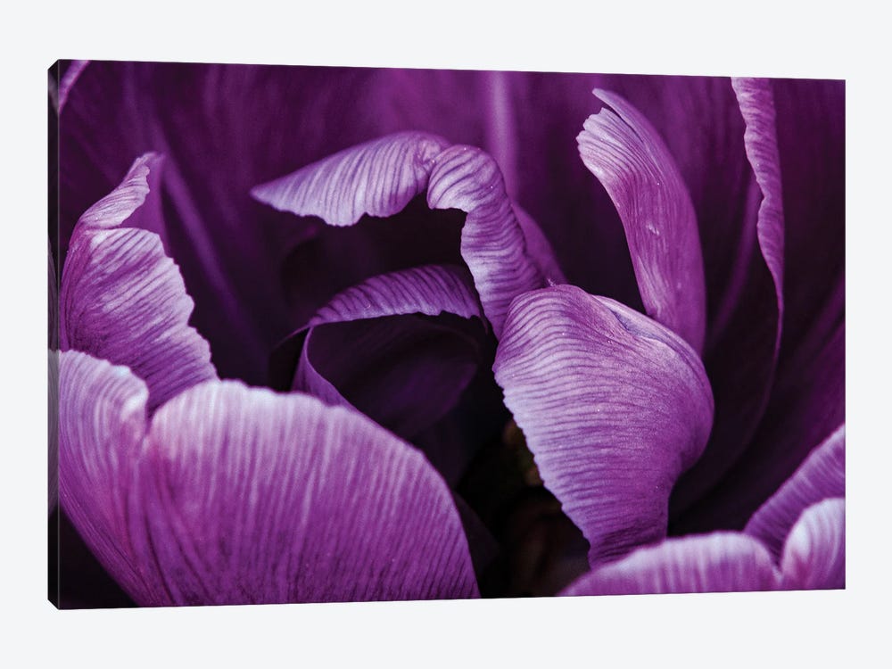 Purple Petals by Sean Marier 1-piece Canvas Art