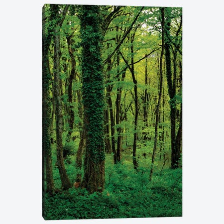 Emerald Forest Canvas Print #SMX164} by Sean Marier Art Print
