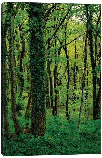 Emerald Forest Canvas Art Print - Monochromatic Photography