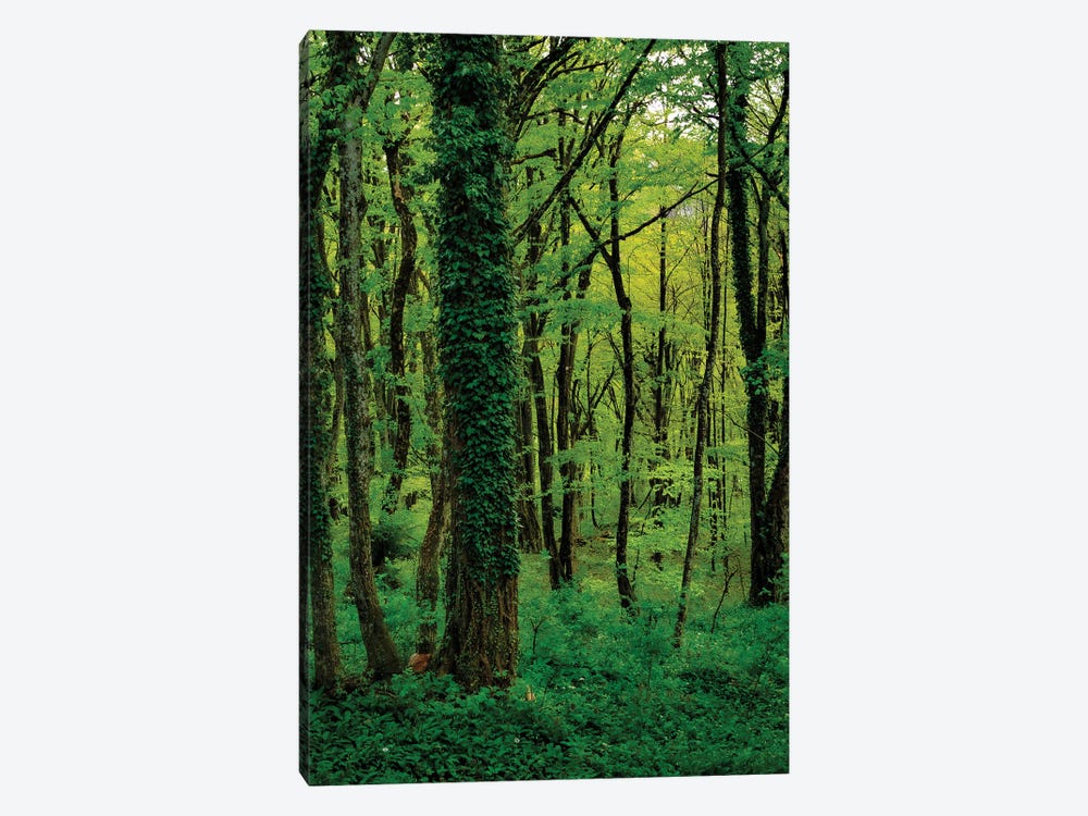 Emerald Forest by Sean Marier 1-piece Canvas Artwork