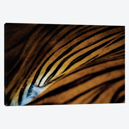Sleeping Tiger Canvas Print #SMX166} by Sean Marier Canvas Print