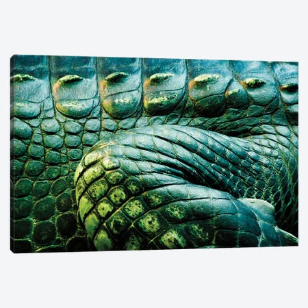 Crocodile Scales Canvas Print #SMX167} by Sean Marier Canvas Print