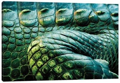 Crocodile Scales Canvas Art Print - Crocodile & Alligator Art