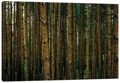 Into The Woods Canvas Art Print - Sean Marier