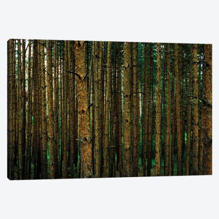 Into The Woods Canvas Print #SMX171} by Sean Marier Canvas Art Print