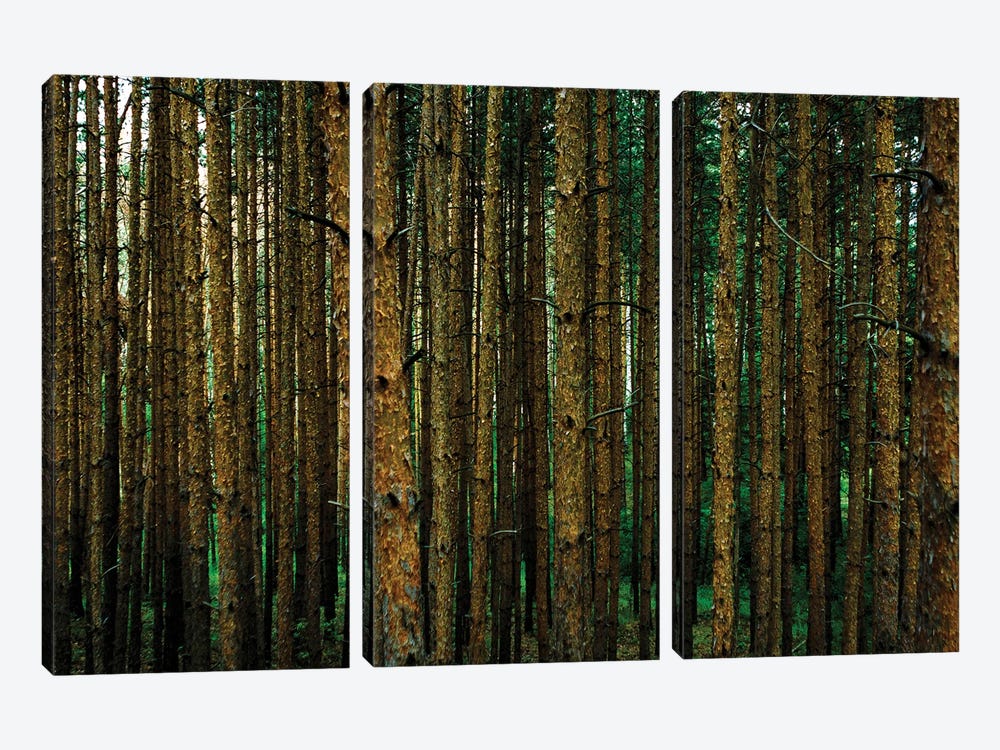 Into The Woods by Sean Marier 3-piece Canvas Art