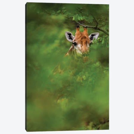 Peek-A-Boo Giraffe Canvas Print #SMX210} by Sean Marier Canvas Art