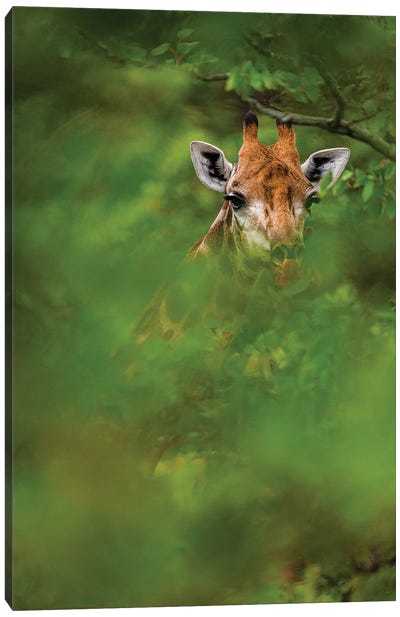 Peek-A-Boo Giraffe Canvas Art Print - Sean Marier