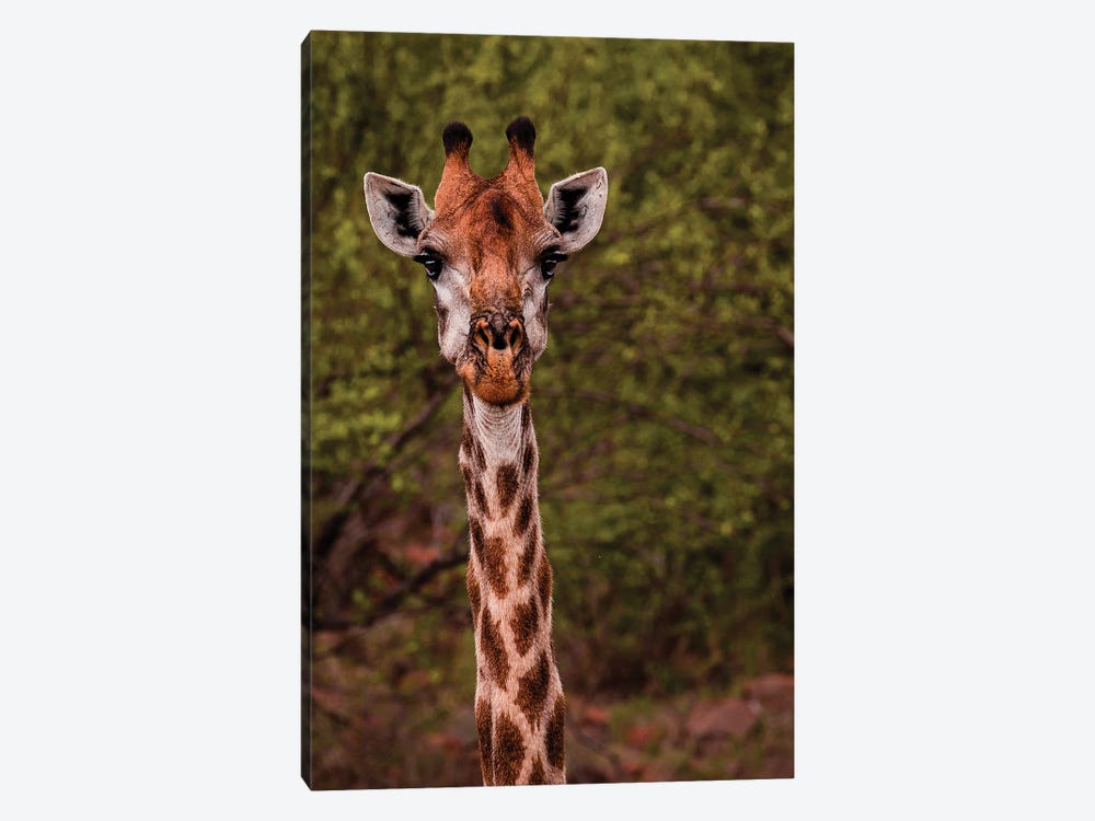 Portrait Of A Giraffe by Sean Marier 1-piece Canvas Print