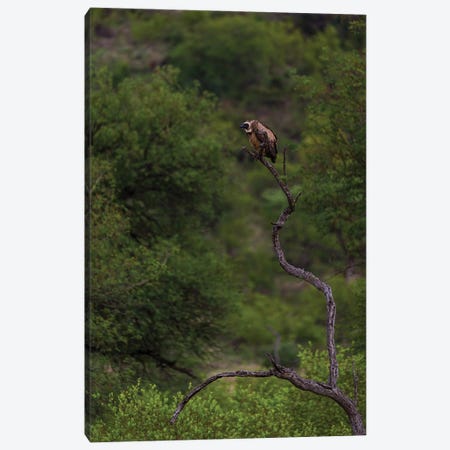 On The Lookout, White-Backed Vulture Canvas Print #SMX219} by Sean Marier Canvas Artwork
