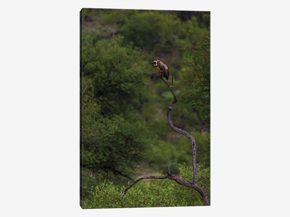 On The Lookout, White-Backed Vulture by Sean Marier 1-piece Canvas Art