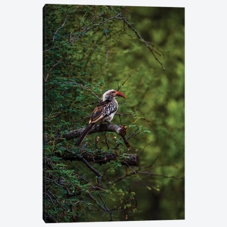 Red-Billed Hornbill, South Africa Canvas Print #SMX220} by Sean Marier Canvas Art Print
