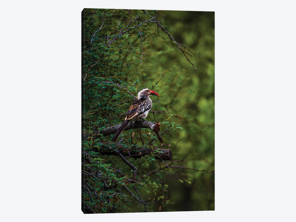 Red-Billed Hornbill, South Africa by Sean Marier 1-piece Canvas Wall Art