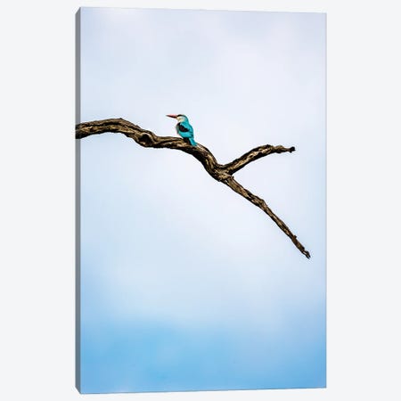 Woodland Kingfisher, A Profile Canvas Print #SMX223} by Sean Marier Canvas Print