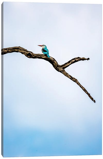 Woodland Kingfisher, A Profile Canvas Art Print - Sean Marier