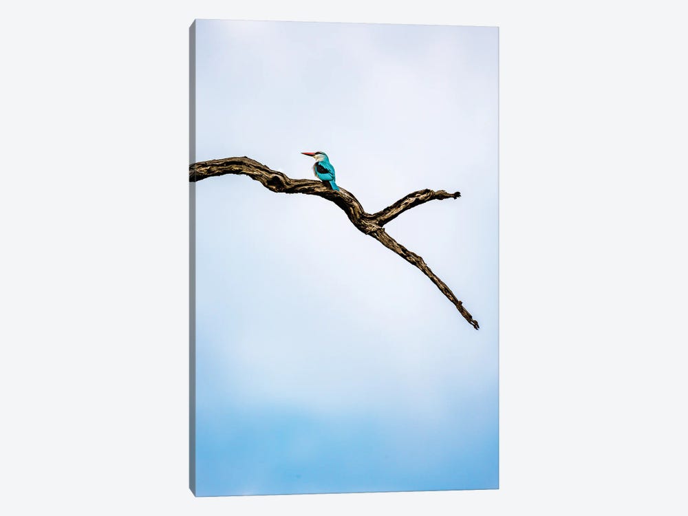 Woodland Kingfisher, A Profile by Sean Marier 1-piece Canvas Print