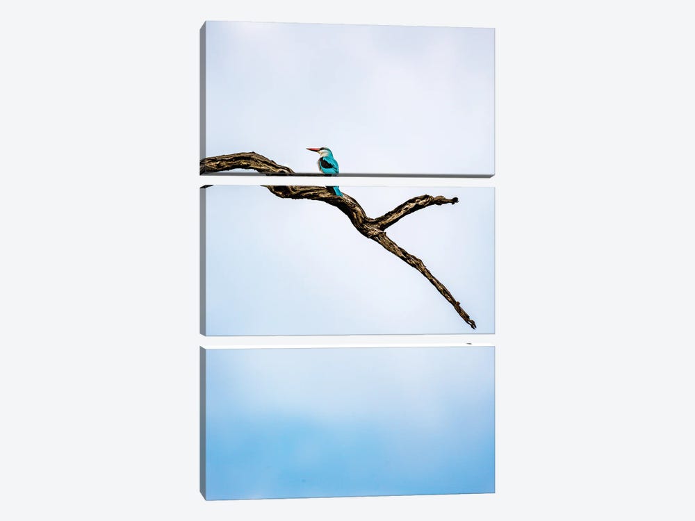 Woodland Kingfisher, A Profile by Sean Marier 3-piece Canvas Print