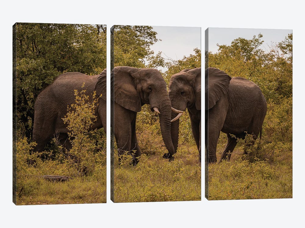 Face To Face Elephants by Sean Marier 3-piece Canvas Artwork