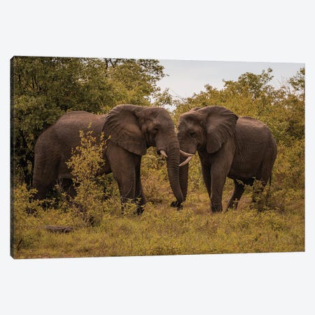 Face To Face Elephants Canvas Print #SMX224} by Sean Marier Canvas Wall Art
